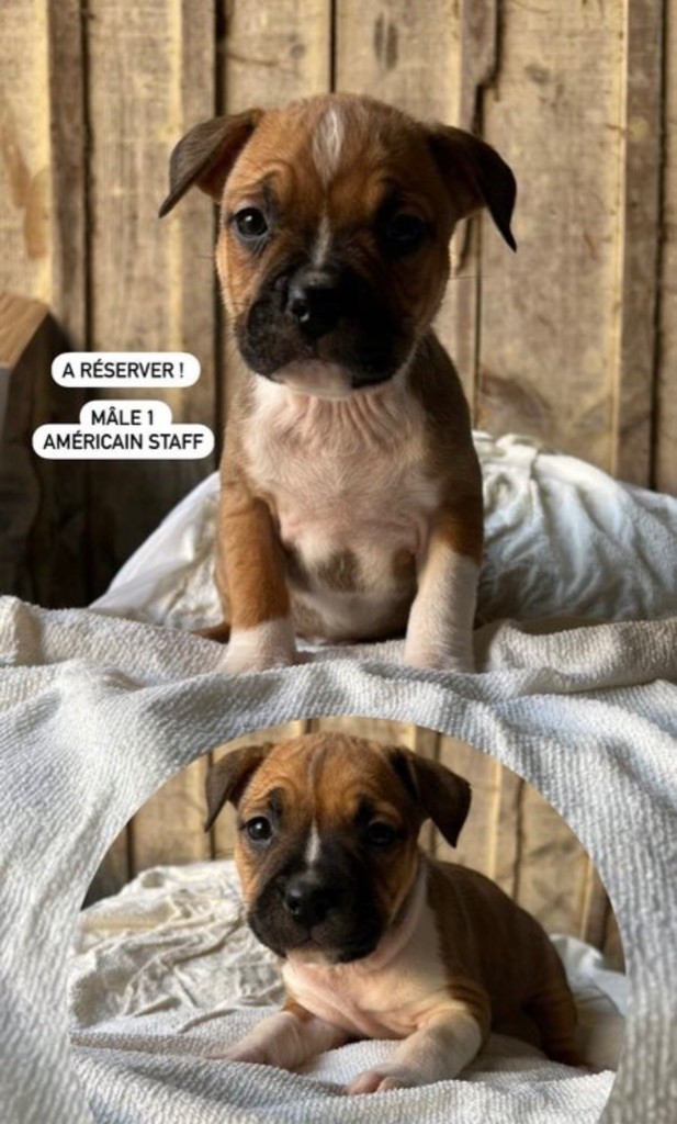 Of The American Gold Garden - Chiot disponible  - American Staffordshire Terrier