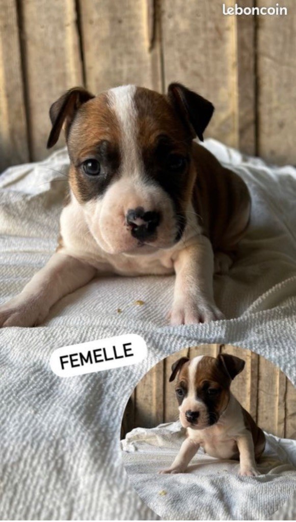 Of The American Gold Garden - Chiot disponible  - American Staffordshire Terrier