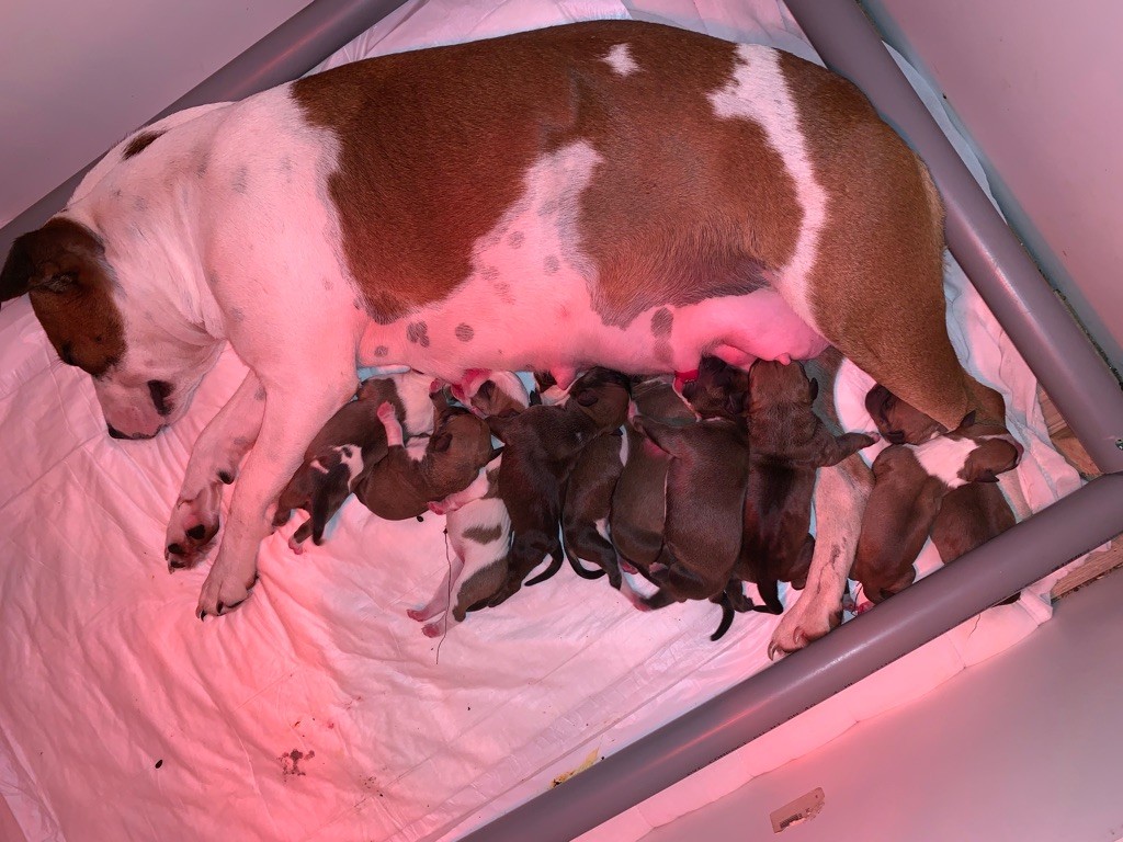 Chiot American Staffordshire Terrier Of The American Gold Garden