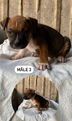 CHIOT