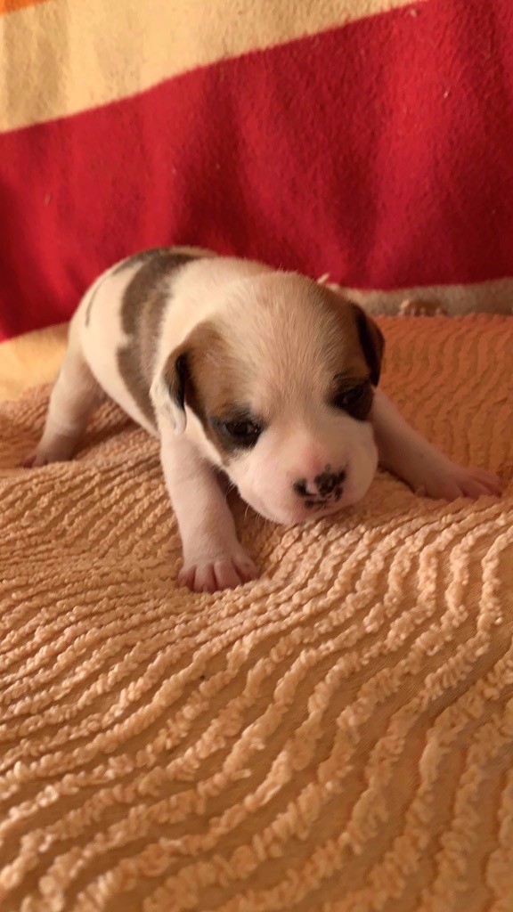 CHIOT